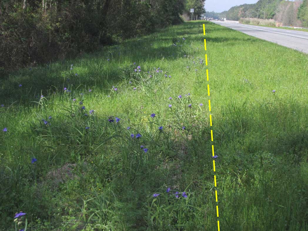 line marking where to mow on side of road