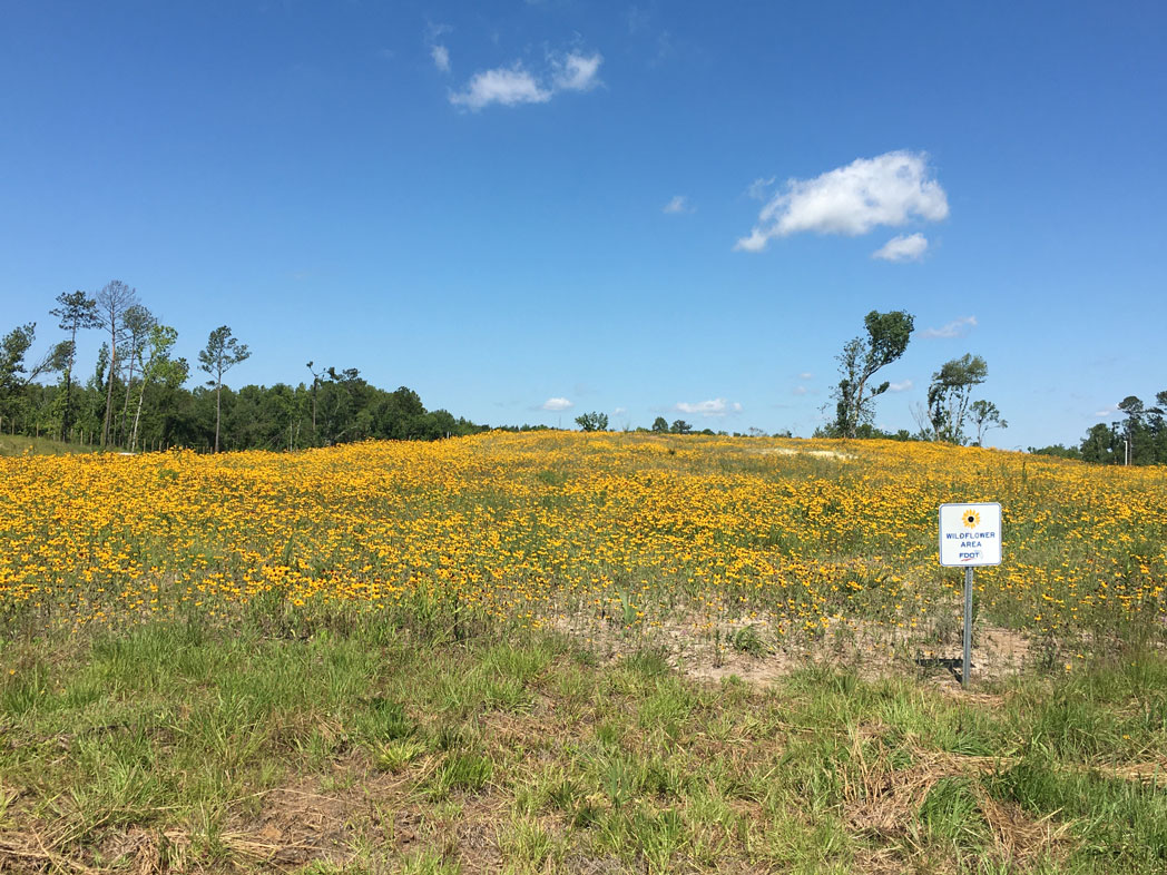 Wildflowers blooming along I-10