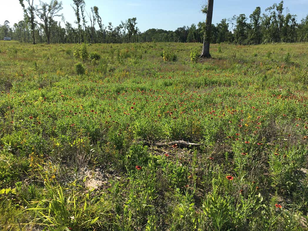 Wildflowers blooming along I-10