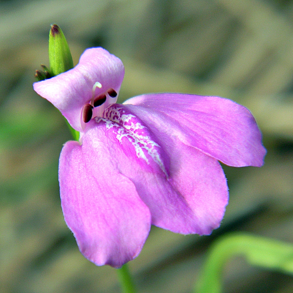 Pineland waterwillow flower