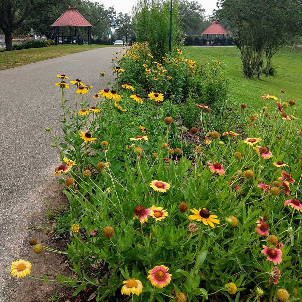 Black-eyed Susans and Blanketflower bloom along paved trail