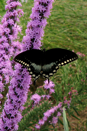 Spicebush swallowtail butterfly on Blazing star flower