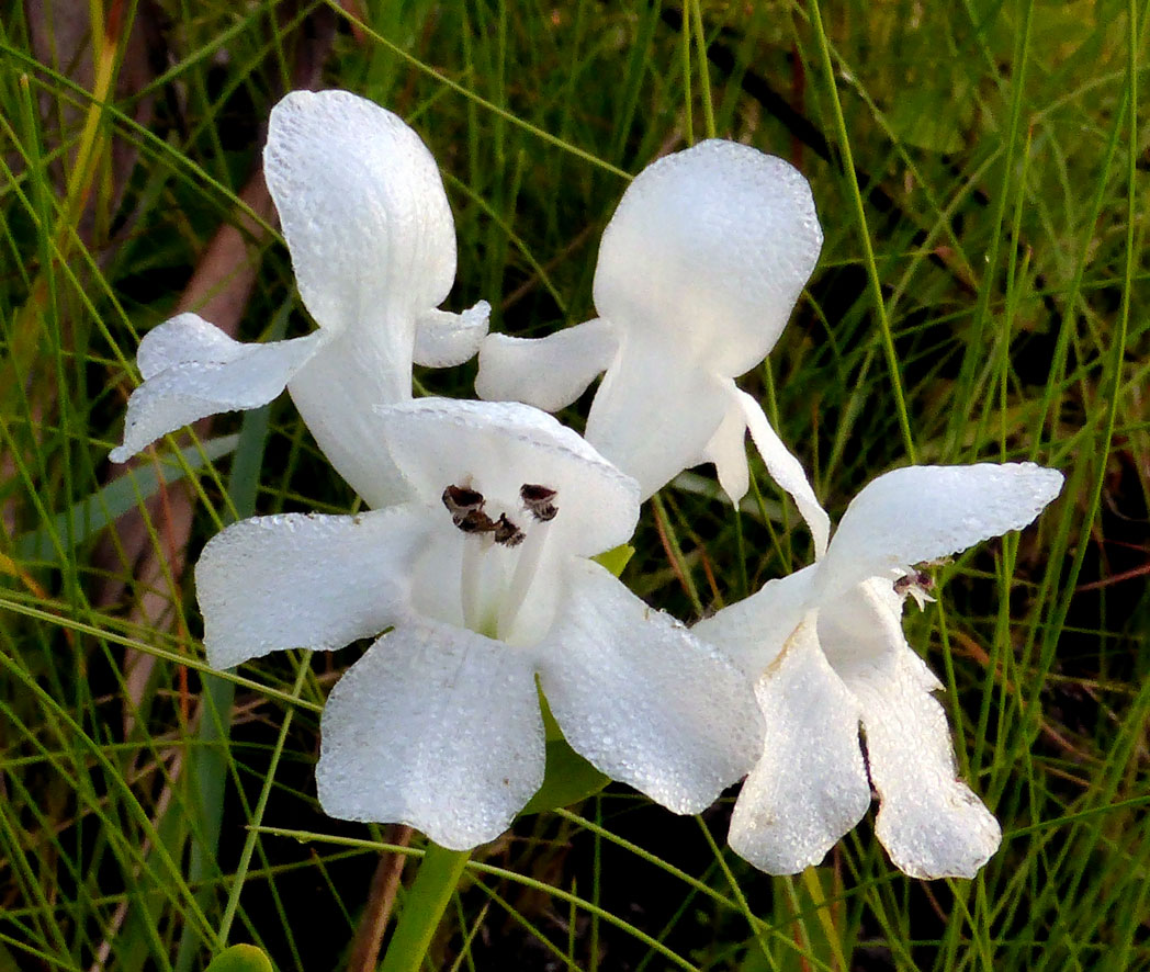 White birds-in-a-nest flowers