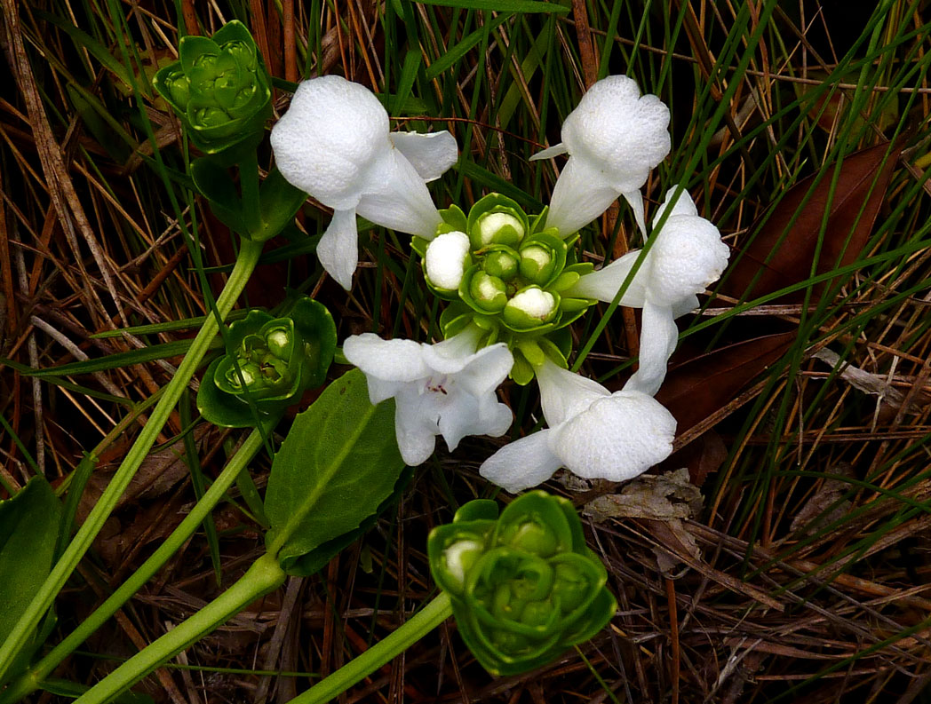 White birds-in-a-nest flowers and egg-like buds in bracts resembling a nest