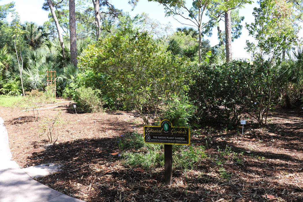 garden with shrubs and trees