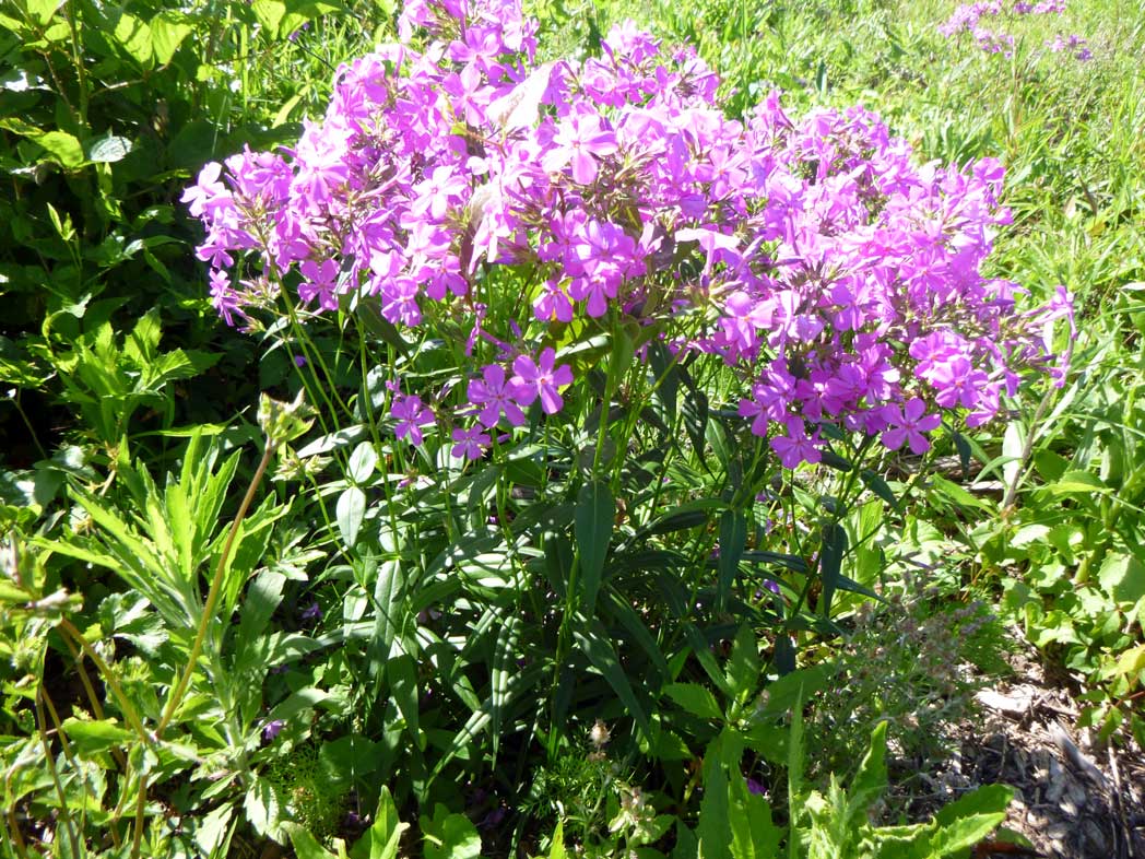 Pink phlox flowers