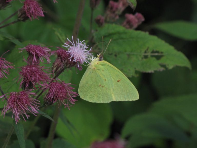 WEBINAR — Creating Pollinator Pathways