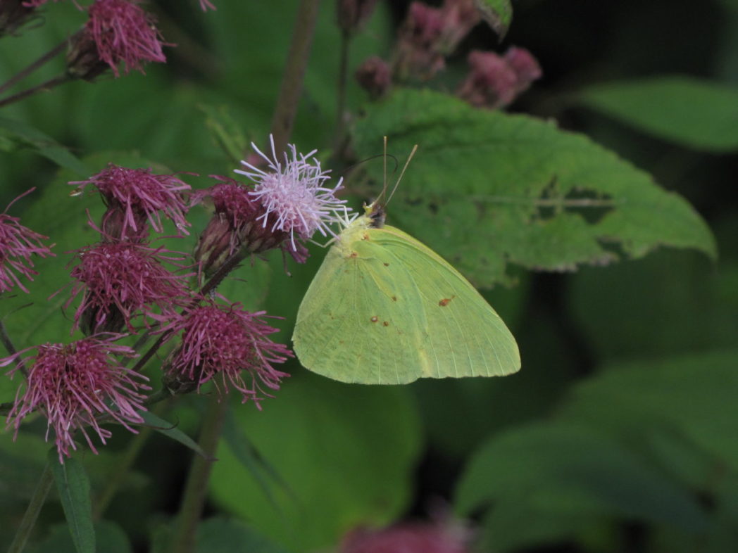 Cloudless sulphur butterfly on Heart-leaf brickell-bush flower