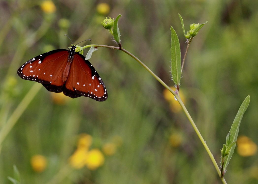 Queen butterfly on Southeastern sunflower_Keim