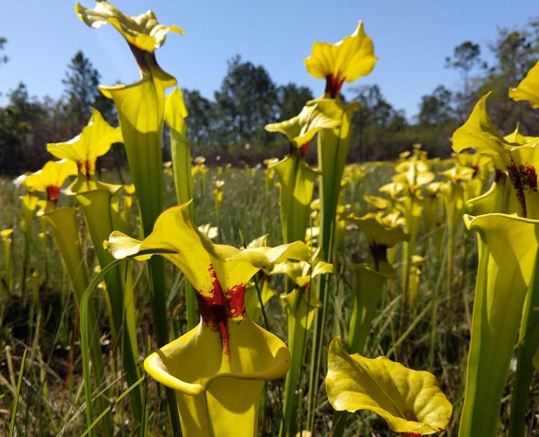Yellow pitcherplants