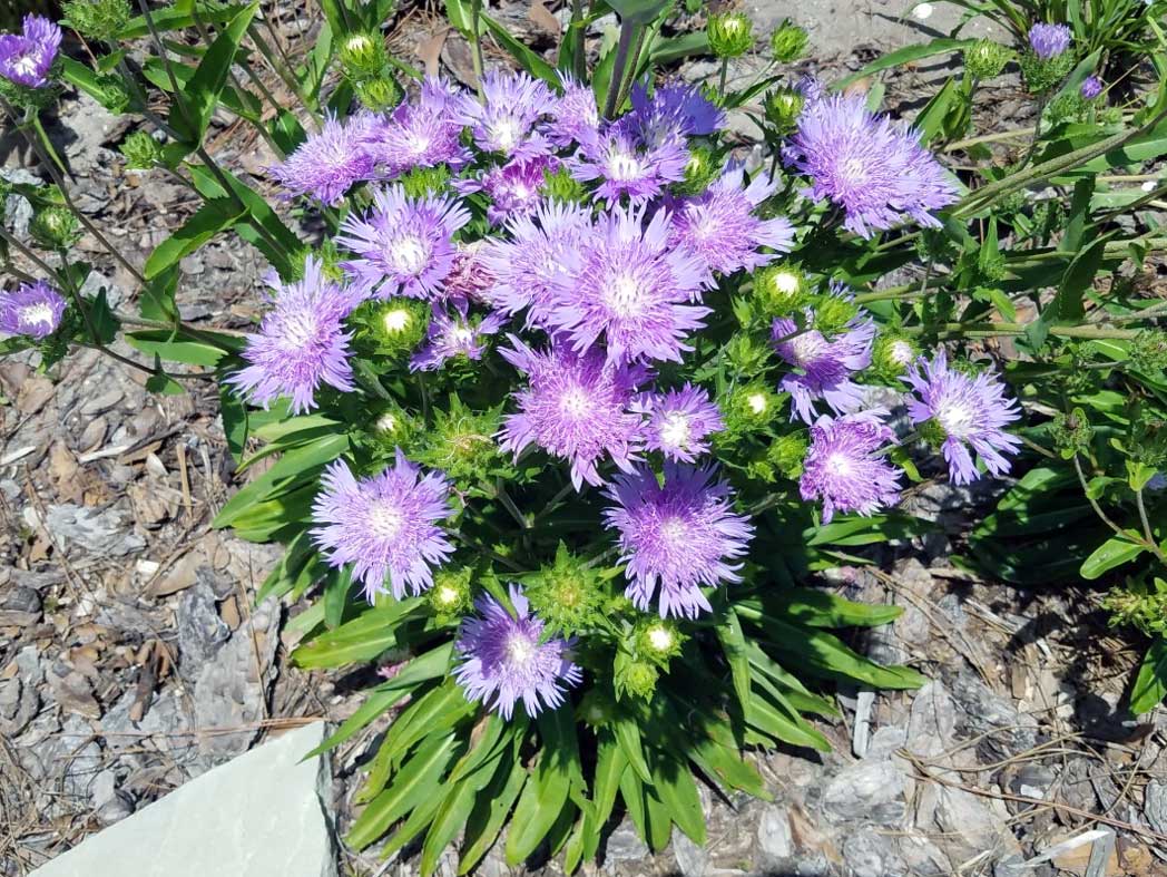 Purple Stokes' aster flowers