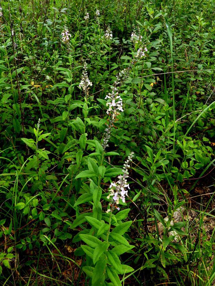 cluster of Wood sage plants in bloom