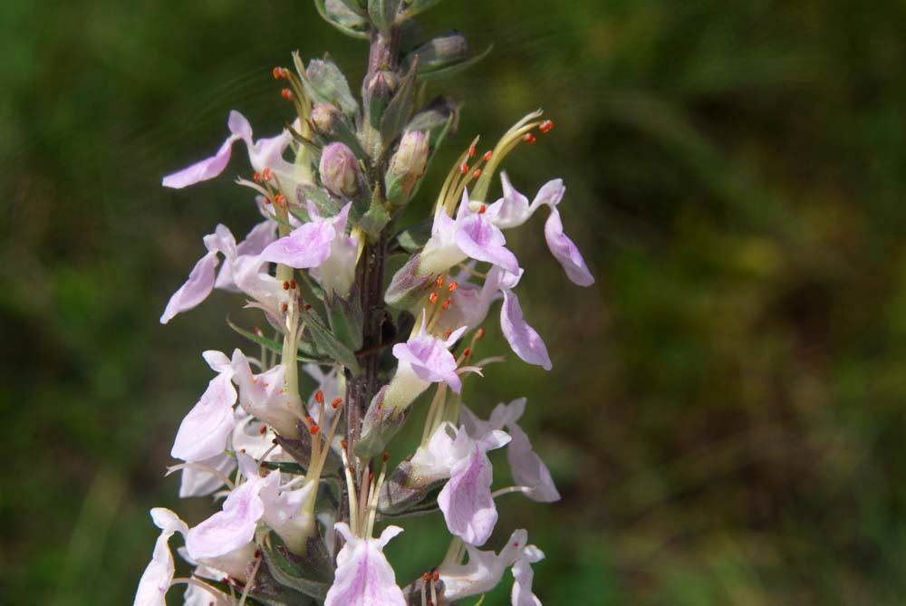 close-up of a Wood sage inflorescence in bloom