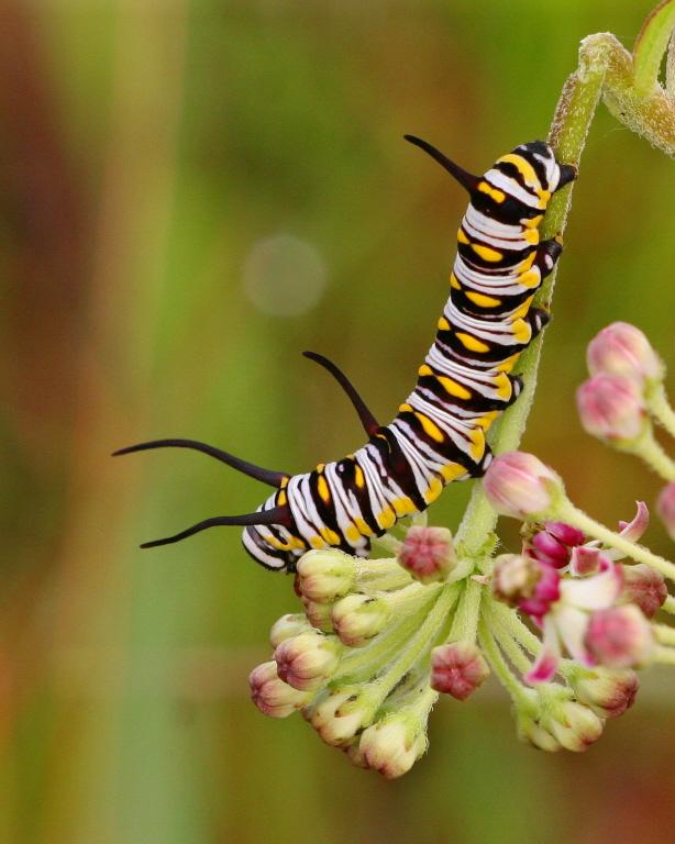 Queen caterpillar_Keim