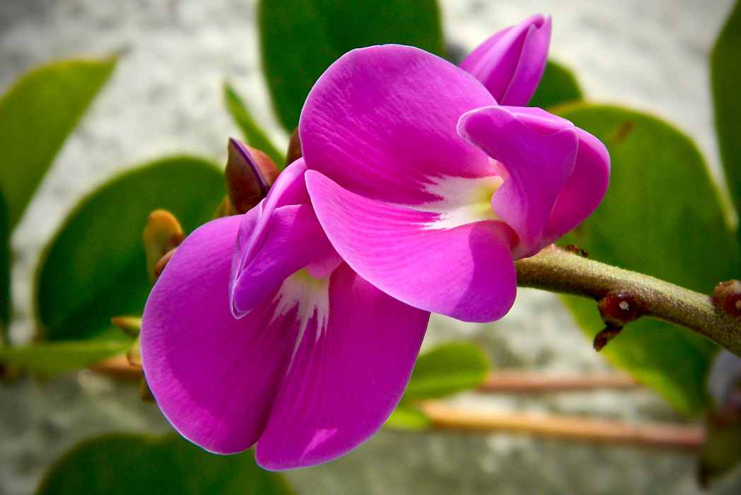 Bay bean flowers