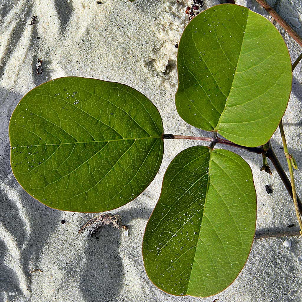 Bay bean leaf with 3 leaflets