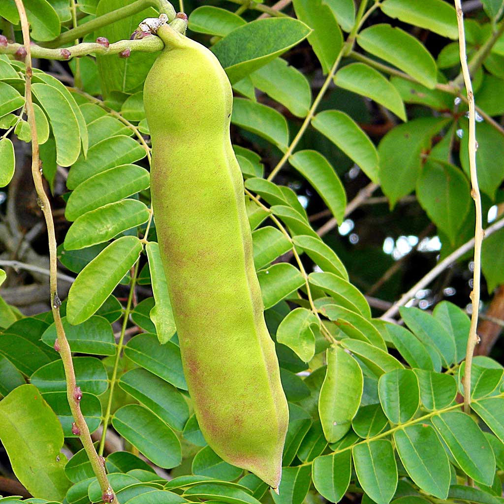 Bay bean seed pod