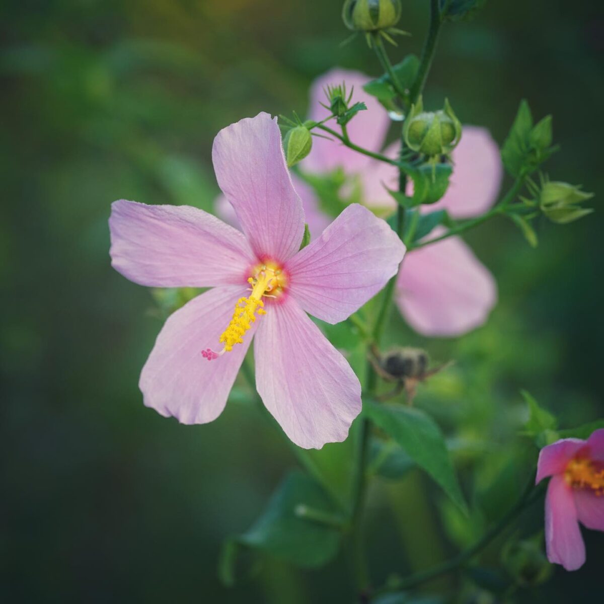 Virginia saltmarsh mallow flower. 