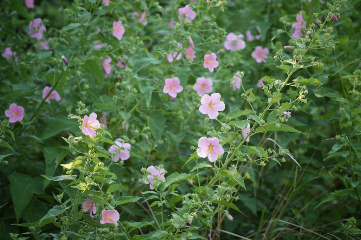 Virginia saltmarsh mallow blooming in abundance.