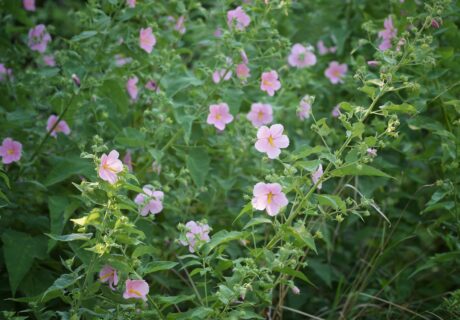 Virginia saltmarsh mallow blooming in abundance.