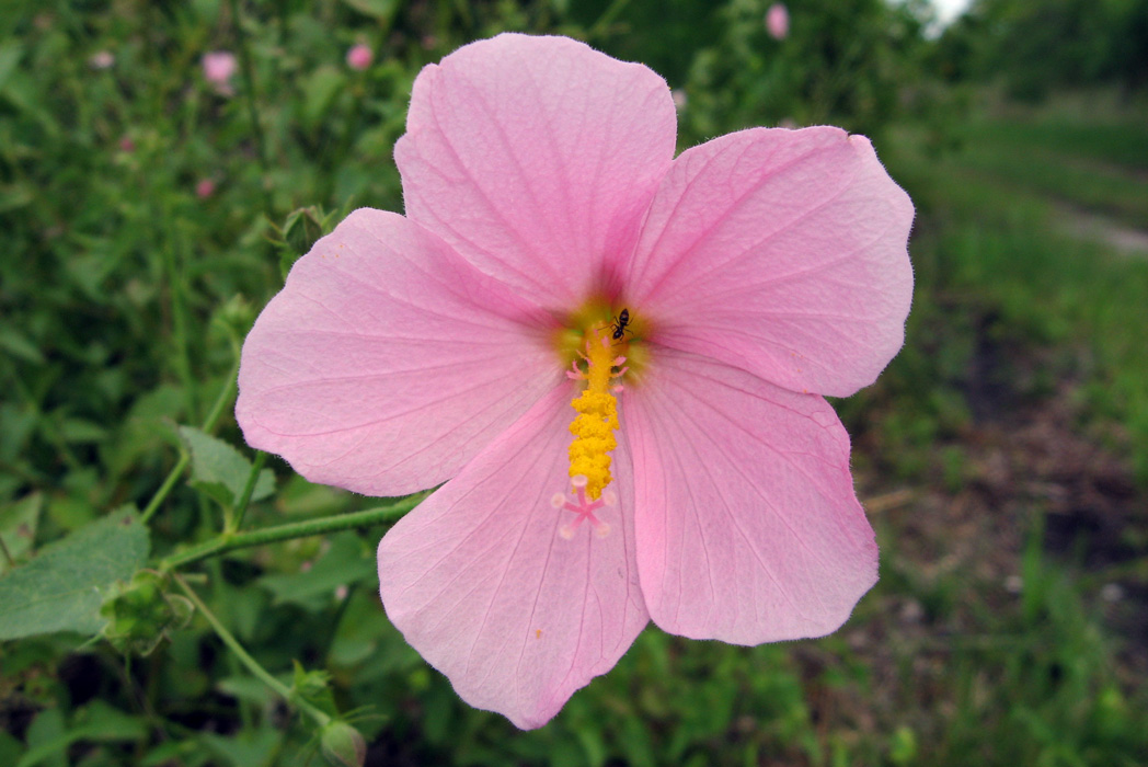 large pink bloom of Virginia saltmarsh mallow