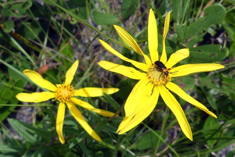 Florida false sunflower