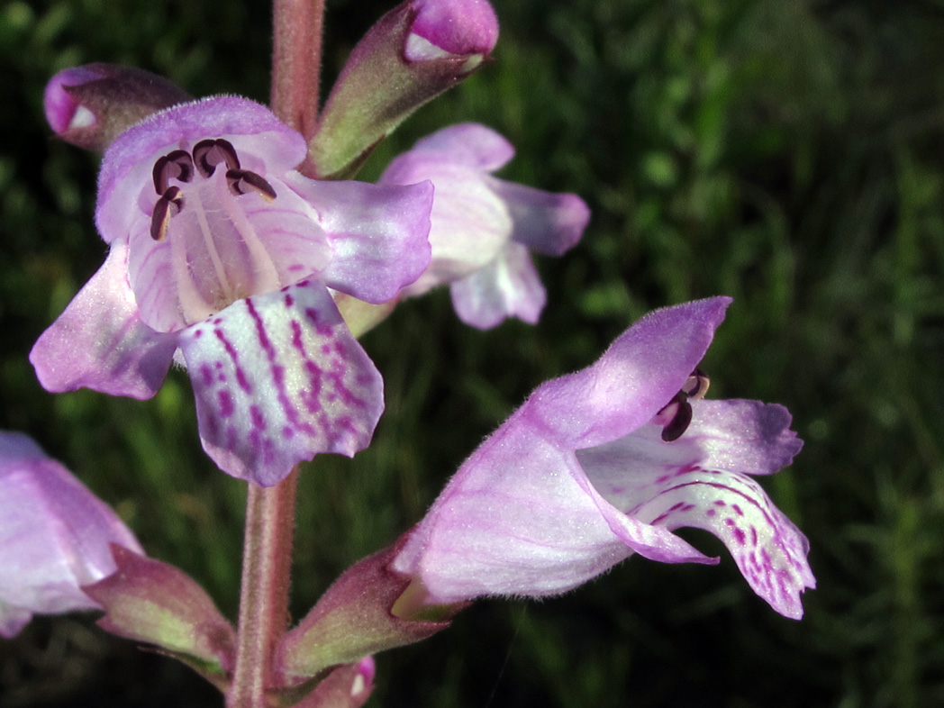 close-up of Eastern false dragonhead flower showing dark anthers and purple streaking on throat and central lip