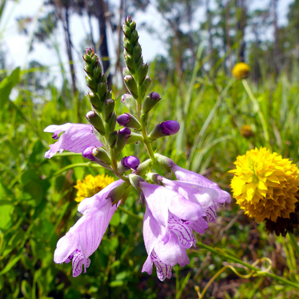 Eastern false dragonhead and Yellow milkwort blooms