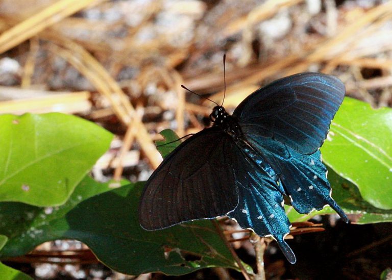 Pipevine swallowtail Florida Wildflower Foundation