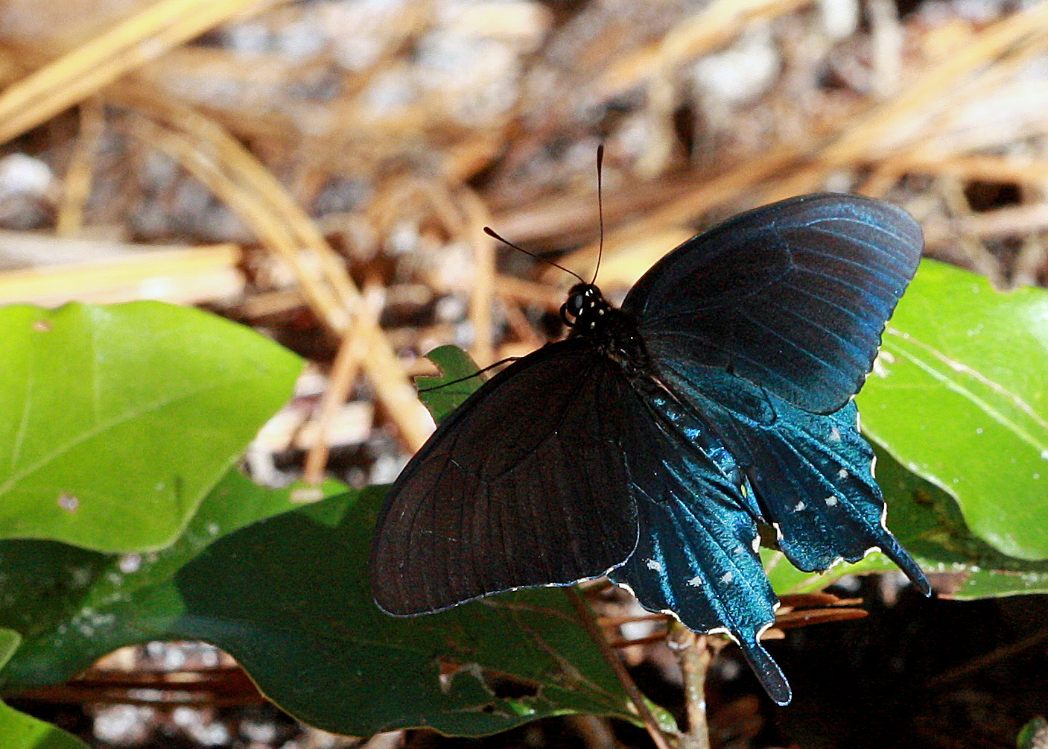 Pipevine swallowtail butterfly
