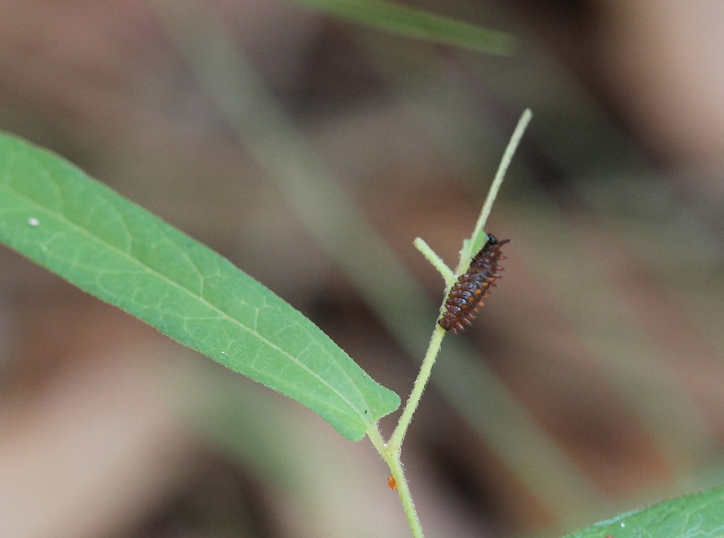 Pipevine swallowtail larva on Aristolochia serpentaria