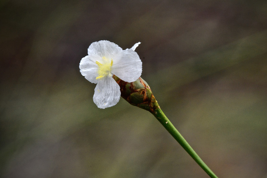 White bloom of Carolina yellow-eyed grass