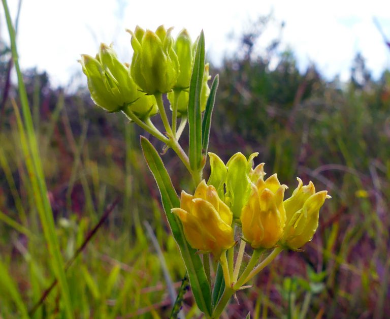 Savannah milkweed