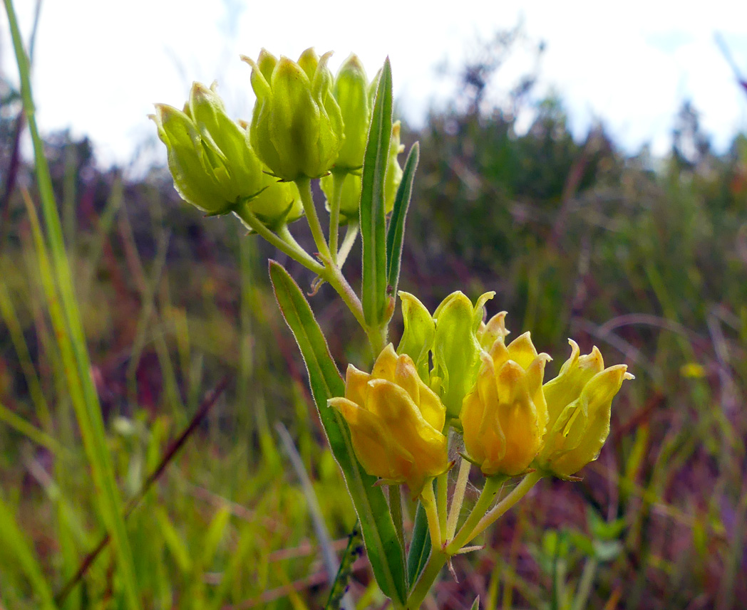 Savannah milkweed's greenish-yellow, urn-shaped flowers