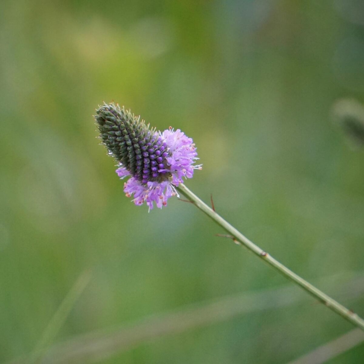 Whitetassels flower with cone-shaped spike surrounded by tiny pink flowers at the base. 
