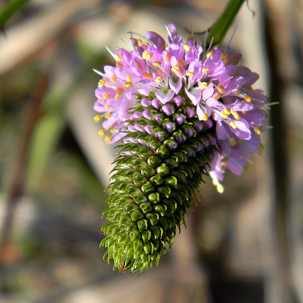 close-up of whitetassels pink cone-shaped flower