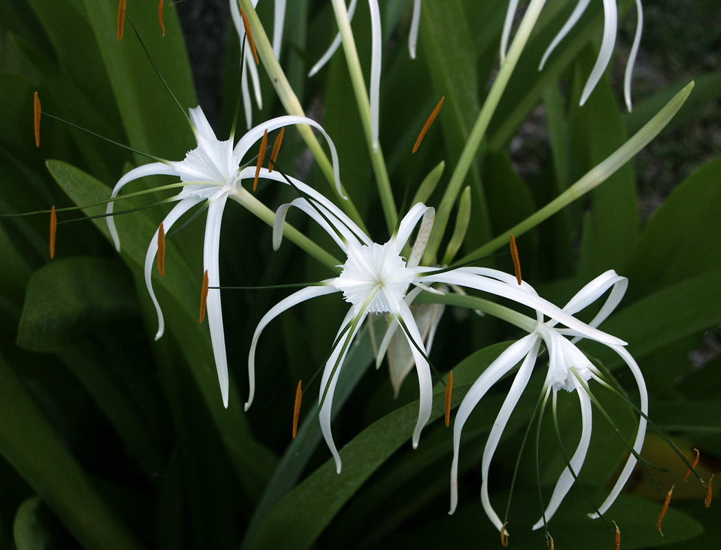 Mangrove spiderlily flowers