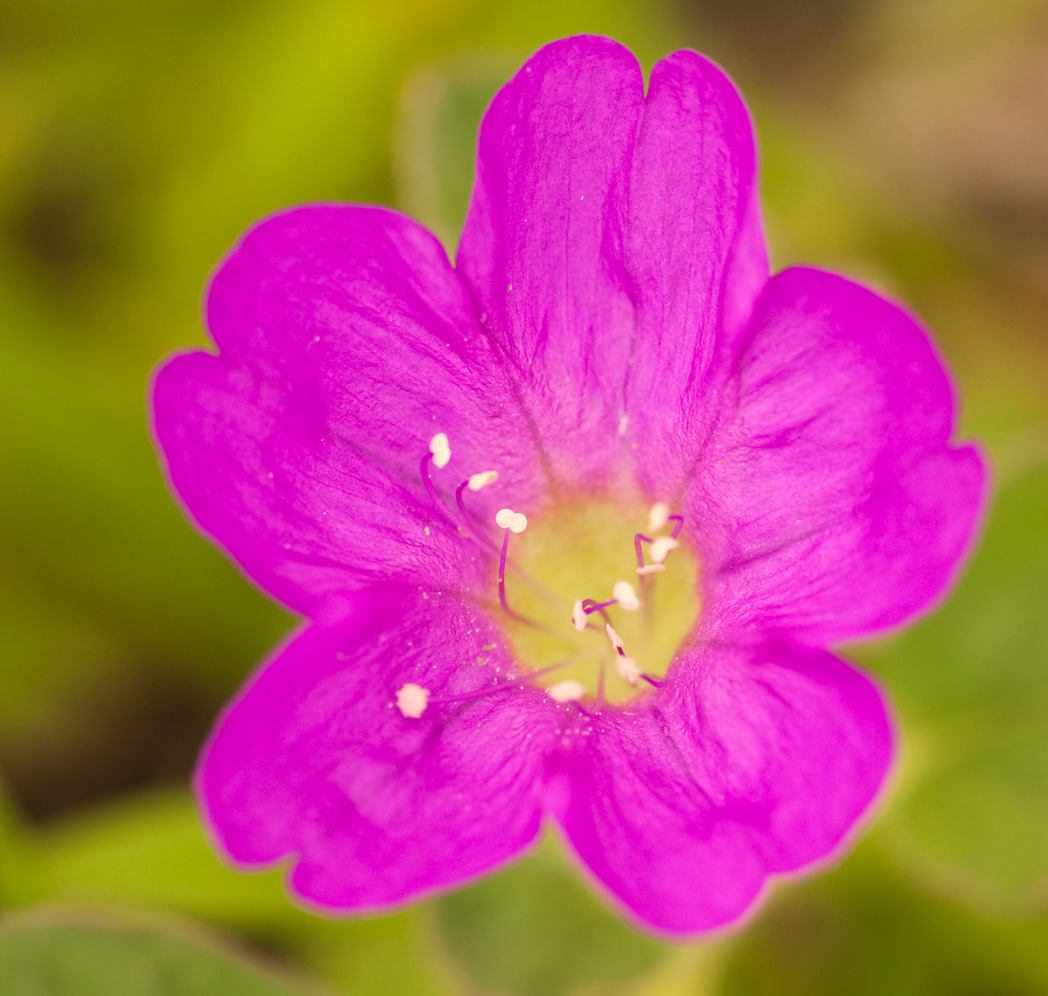 close-up of magenta Beach peanut flower