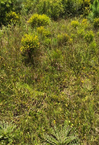 roadside plants