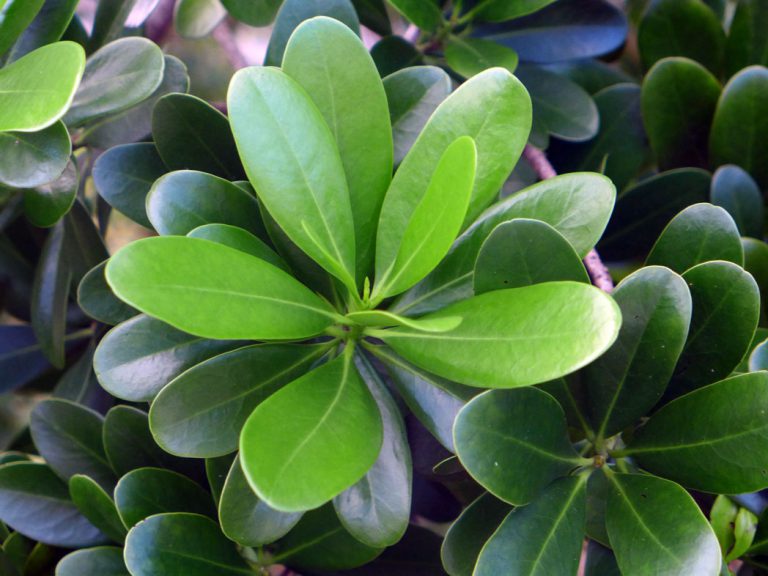 Cinnamon bark Florida Wildflower Foundation