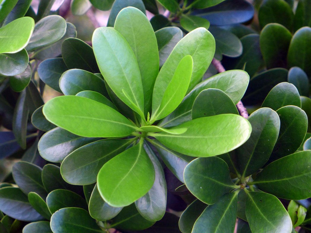 shiny obovate leaves