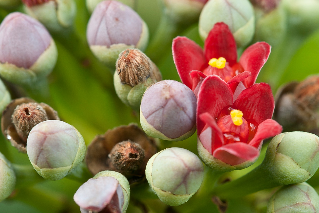 small red five-petaled flowers with yellow anthers