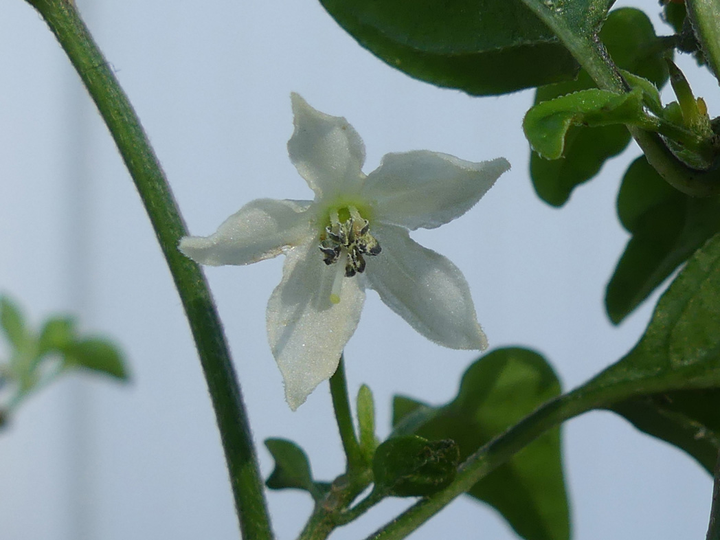 Bird pepper's small white star-shaped flower