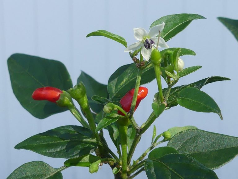 Bird pepper's flower, fruit and leaves