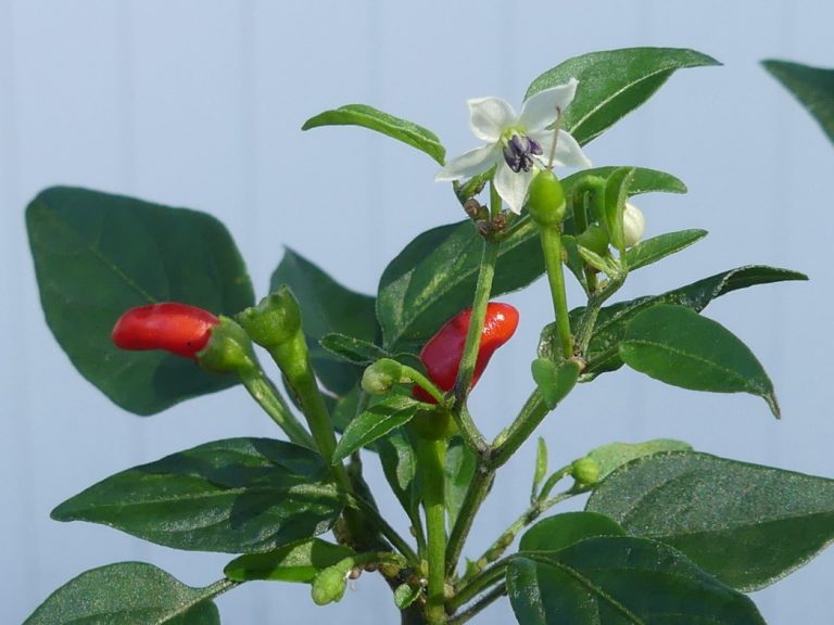 Bird pepper