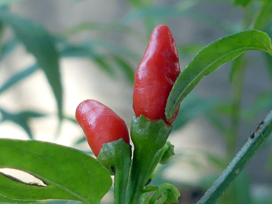 Bird pepper's red fruit