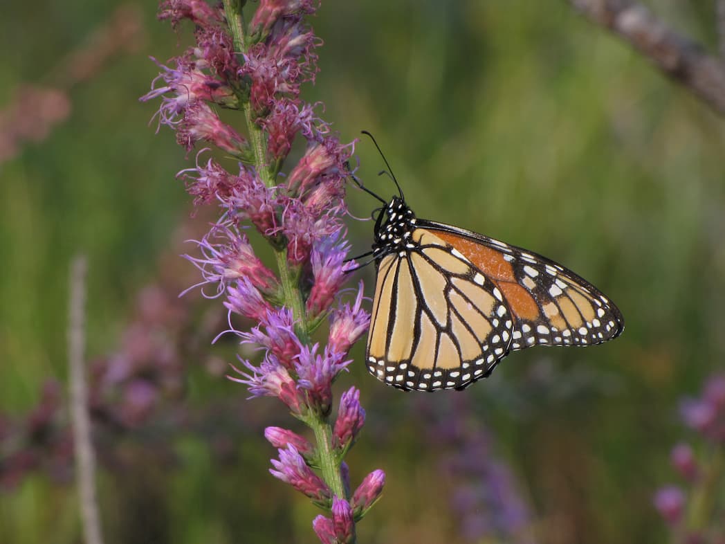 Monarch on Liatris