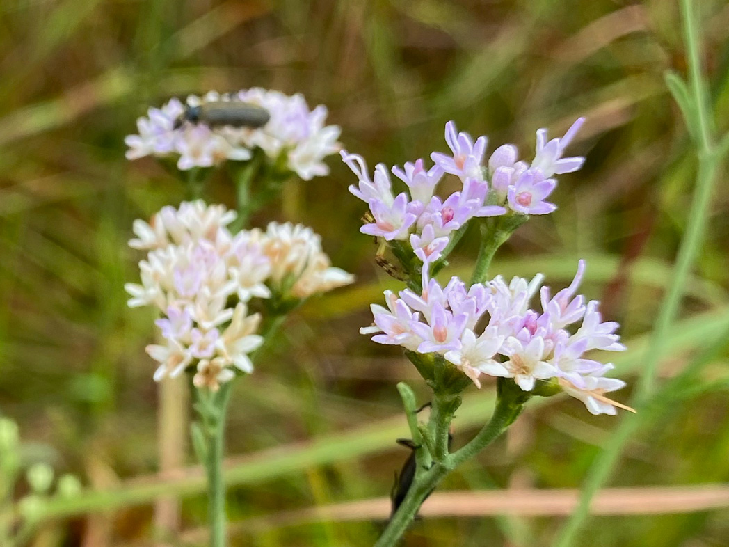 Hartwrightia floridana flowers with insects