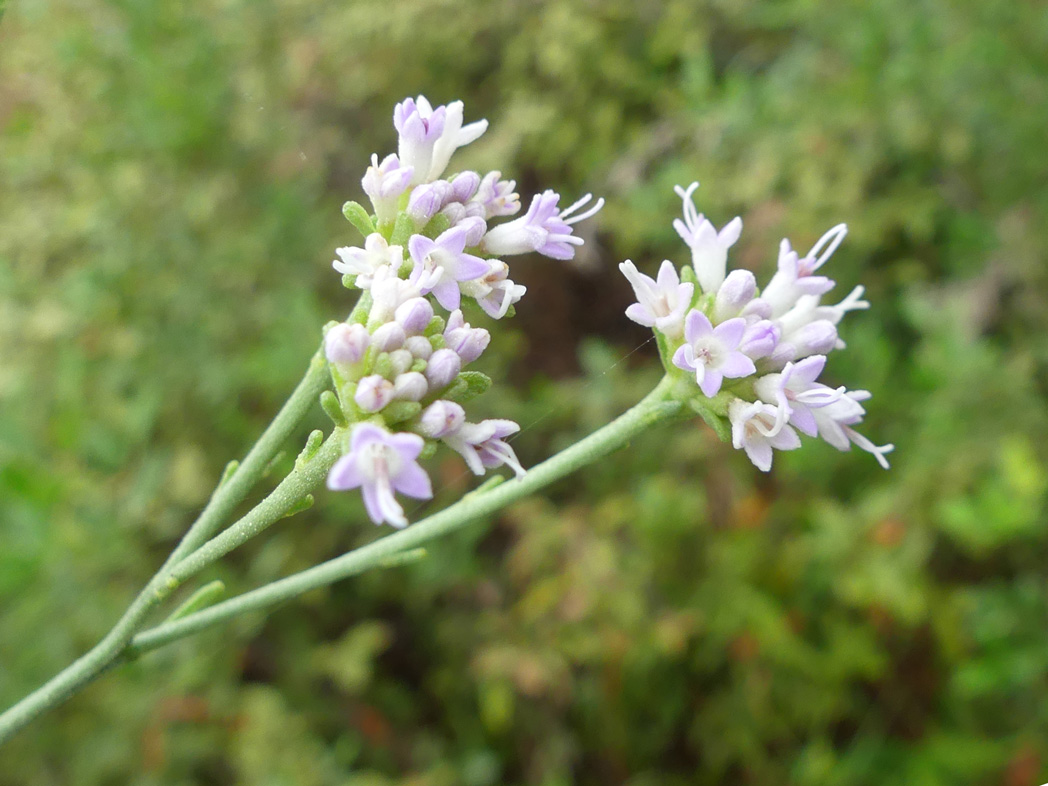 Hartwrightia floridana flowers
