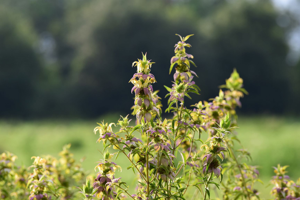 Spotted beebalm flowers